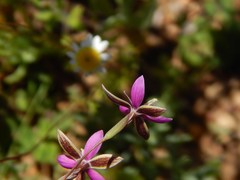 Hesperantha pilosa