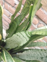 Sansevieria