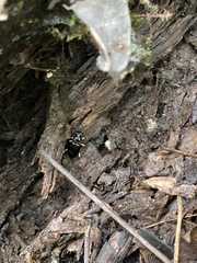 Patrobus longicornis