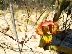 Gladiolus speciosus
