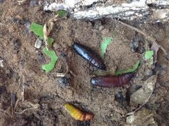 Cephonodes hylas virescens