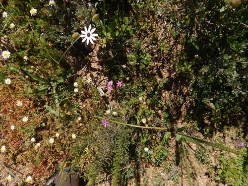 Image of Hesperantha pilosa by no rights reserved