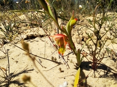 Gladiolus speciosus
