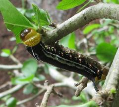 Cephonodes hylas virescens