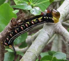 Cephonodes hylas virescens