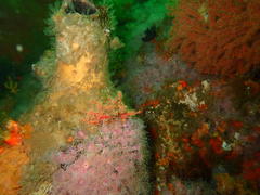 Pyura stolonifera