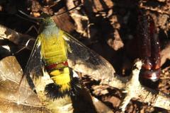 Cephonodes hylas virescens