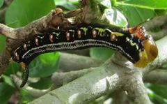 Cephonodes hylas virescens