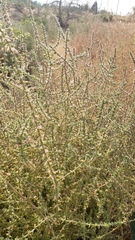 Salsola kali ruthenica