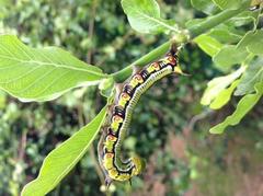 Cephonodes hylas virescens
