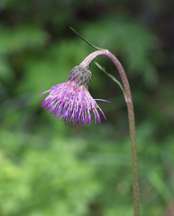 Cirsium sieboldii
