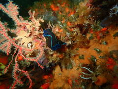 Tambja capensis