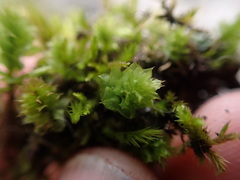 Plagiomnium venustum