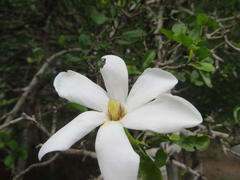Gardenia cornuta