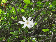 Gardenia cornuta
