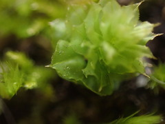 Plagiomnium venustum