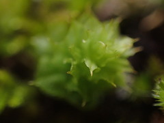 Plagiomnium venustum