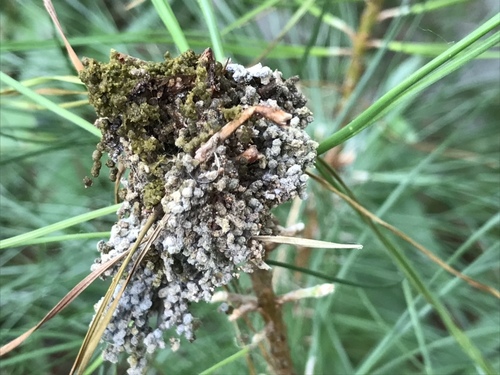Pine Webworm Moth photo 4