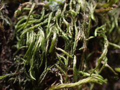 Pterigynandrum filiforme