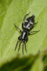 Aphantaulax trifasciata