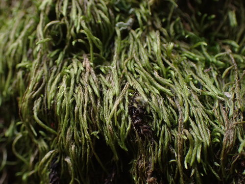 Image of Pterigynandrum filiforme by no rights reserved