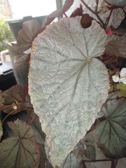 Begonia
