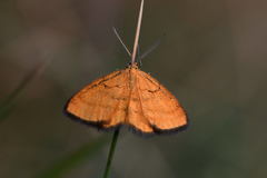 Idaea flaveolaria