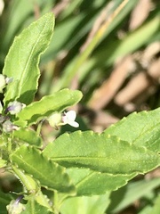 Pombalia parviflora