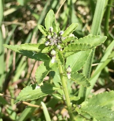 Pombalia parviflora