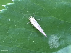 Stathmopoda hyposcia