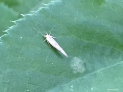 Stathmopoda hyposcia