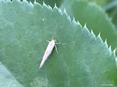 Stathmopoda hyposcia