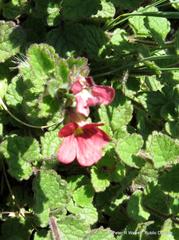 Jamesbrittenia breviflora