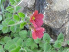 Jamesbrittenia breviflora