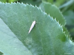 Stathmopoda hyposcia