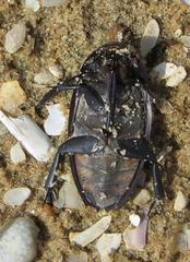 Hydrophilus aculeatus