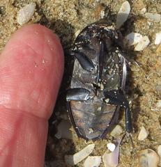 Hydrophilus aculeatus