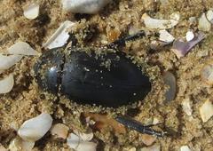 Hydrophilus aculeatus