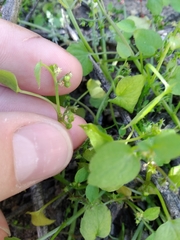 Adenocline violifolia