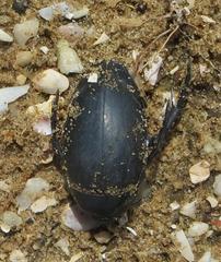 Hydrophilus aculeatus