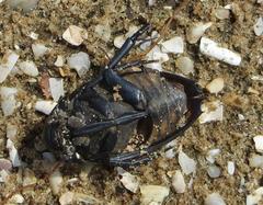 Hydrophilus aculeatus