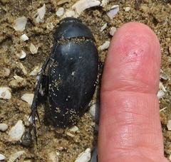 Hydrophilus aculeatus