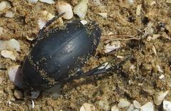 Hydrophilus aculeatus