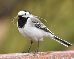 Motacilla alba