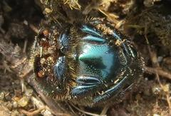 Proagoderus aureiceps