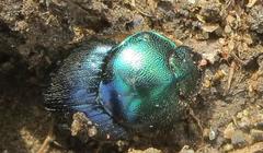 Proagoderus aureiceps