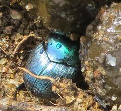 Proagoderus aureiceps