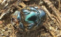 Proagoderus aureiceps