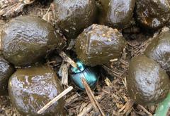 Proagoderus aureiceps