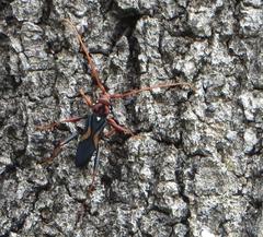 Compsomera elegantissima elegantissima